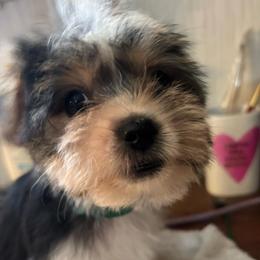 Green - Parti male Yorkshire Terrier puppy in Cocoa, Florida from SummerTime AKC Yorkies