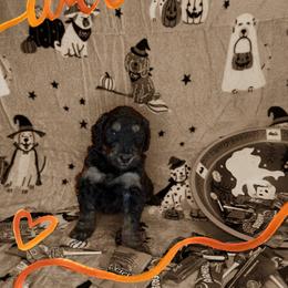 Boy 2 - Tri-color male Bernedoodle puppy in Paradise, Texas from Diamond Z Poodles & Doodles