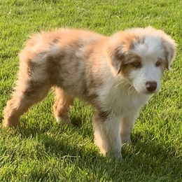 Australian Shepherds from Olson's Aussies