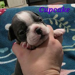 Cupcake - Blue female Boston Terrier puppy in Columbus, Ohio from Bryn's AKC Bostons
