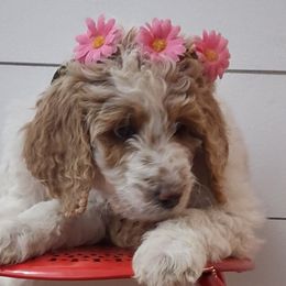 Goldendoodle and Golden Retriever Puppies from Carolina Goldendoodle