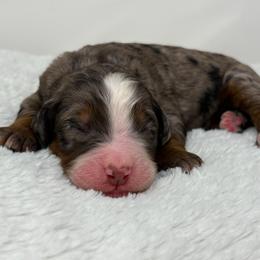 Sonata - Blue merle female Bernedoodle puppy in Fleming, Colorado from Vandenbark Doodles