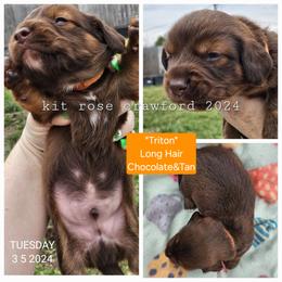 Dachshund Puppies from Wayward Home Dachshunds