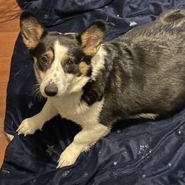 Athena - Pembroke Welsh Corgi