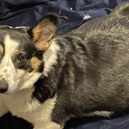 Athena - Pembroke Welsh Corgi