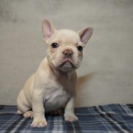 Tonya - Cream female French Bulldog puppy in Citrus Heights, California from Cali Rooted Bullyz