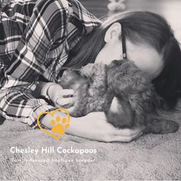 Cockapoo Puppies from Chesley Hill Cockapoos