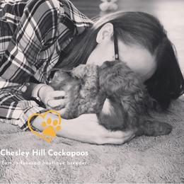 Cockapoo Puppies from Chesley Hill Cockapoos