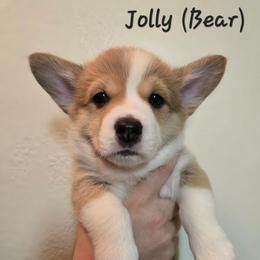 Jolly - Sable male Pembroke Welsh Corgi puppy in Citrus Heights, California from The Joy of Corgis