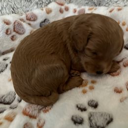 Goldendoodle Puppies from Miss Cindy’s Doodles