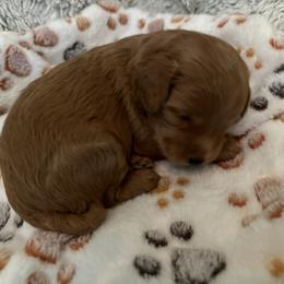 Goldendoodle Puppies from Miss Cindy’s Doodles