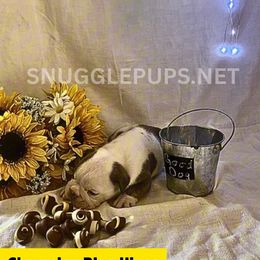 Princess Sheba - Fawn brindle and white female Bulldog puppy in Tremonton, Utah from Snuggle Pups