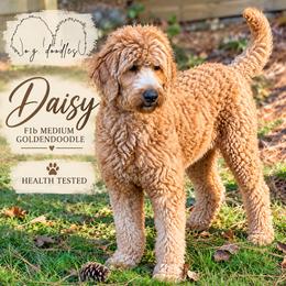 Daisy - Goldendoodle