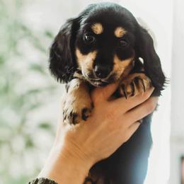 Dachshund Puppies from Doxie View Acres
