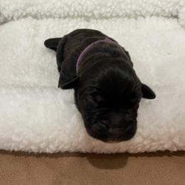 Girl 3 - Black female Cane Corso puppy in San Isidro, Texas from MTZCC Ranch, LLC