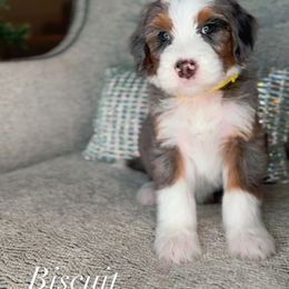 Biscuit - Merle male Bernedoodle puppy in West Jordan, Utah from Doodles Friend