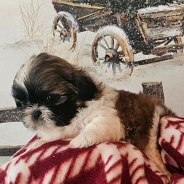 Girl 2(Holly) - Gold and white female Shih Tzu puppy in North Carolina from WillowCreek Mountain View Shih Tzu