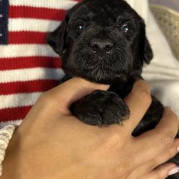 Girl 2 - Black female Goldendoodle puppy in Frederick, Maryland from Loving Doodles