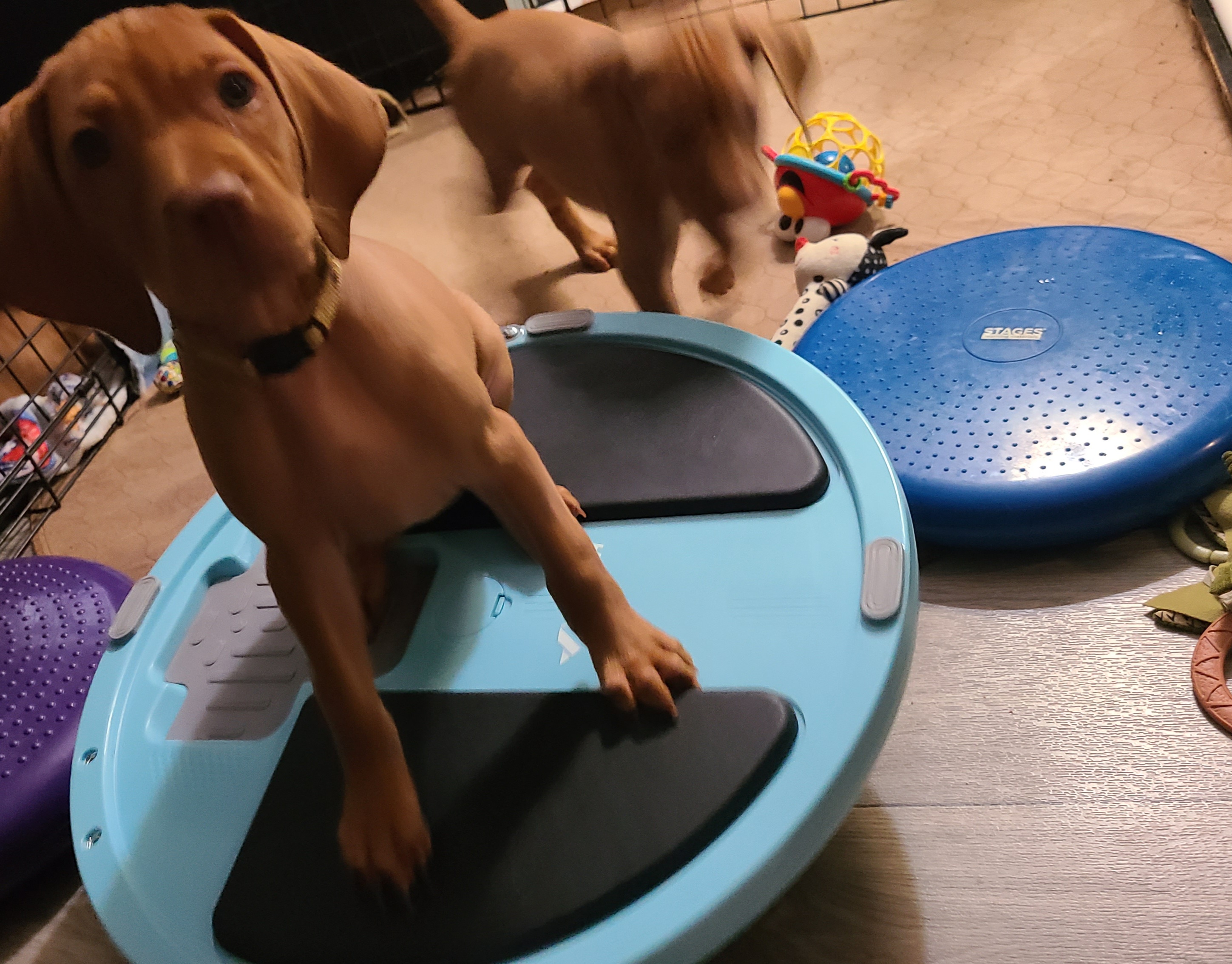 Girl 4 - female Vizsla puppy in Bellingham, Washington from Mountain View Vizslas