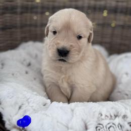 Blue Boy - Golden male Golden Retriever puppy in Silver Lake, Indiana from Seven Hills Goldens