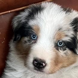 Heuy - Blue merle Australian Shepherd puppy in Martha’s Vineyard, Massachusetts from Cranberry Hill Aussies