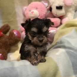 Cavalier King Charles Spaniels, Havapoos, Maltipoos, Morkies, and Yorkipoos from Happy Tail Puppies
