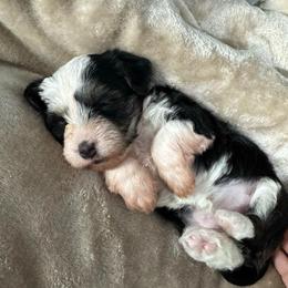 Cookies and Cream 'Cookie' - Black female Morkie puppy in Tucson, Arizona from Sun-Kissed Morkies