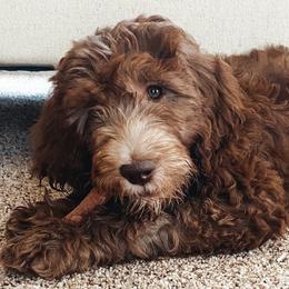 Bernedoodles and Goldendoodles from Pincksten Family Doodles