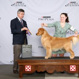 Golden Retriever All Grown Up from GoldRox Goldens