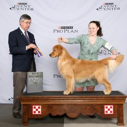 Golden Retriever All Grown Up from GoldRox Goldens