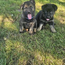 German Shepherd Puppies from Von Thomson Haus