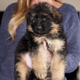 Brown Ribbon - Black and red male German Shepherd puppy in Howard City, Michigan from Sherman's Shepherds
