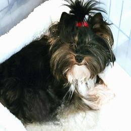 Koko - Yorkshire Terrier