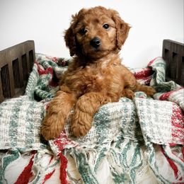 Noel - Red  male Goldendoodle puppy in from Pink Poodles and Doodles