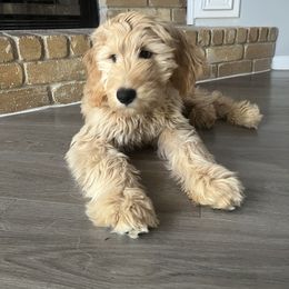 Aussiedoodle and Goldendoodle Puppies from Gray Doodles