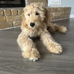 Aussiedoodle and Goldendoodle Puppies from Gray Doodles
