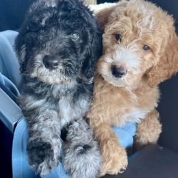 Aussiedoodle and Goldendoodle Puppies from Toledo Creek Doodles