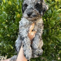 Goldendoodle puppies from Daring to Dream Doodles