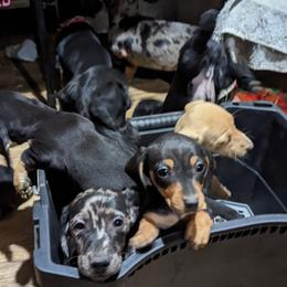 Dachshund Puppies from Valhallah Farms