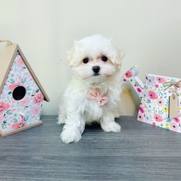 Sterling - White male Maltese puppy in Morehead, Kentucky from Paw Perfect Pets