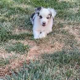 Maisy - Blue merle female Miniature Australian Shepherd puppy in Denair, California from CenCal Mini Aussies