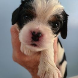 Cavalier King Charles Spaniel Puppies from Infinity Cavaliers