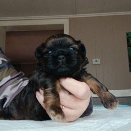Scarlett - Red female Shih Tzu puppy in Brodnax, Virginia from Kbsshihtzus