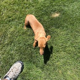 Diana von winer - Dachshund