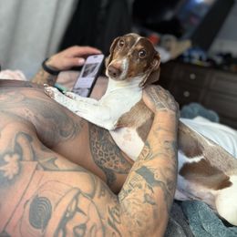 Boogie - Piebald male Dachshund puppy in White City, Oregon from Lazaldes Legacy Dachshunds