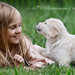 Golden Retriever puppies from ATW Retrievers