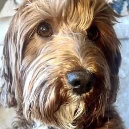 Dahlia - Australian Labradoodle