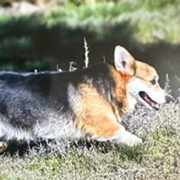 Pembroke Welsh Corgis from Flying Z Ranch