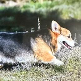 Pembroke Welsh Corgis from Flying Z Ranch
