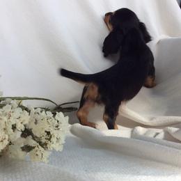 Brady - Black and tan male Dachshund puppy in Sebring, Florida from Mini Weenies